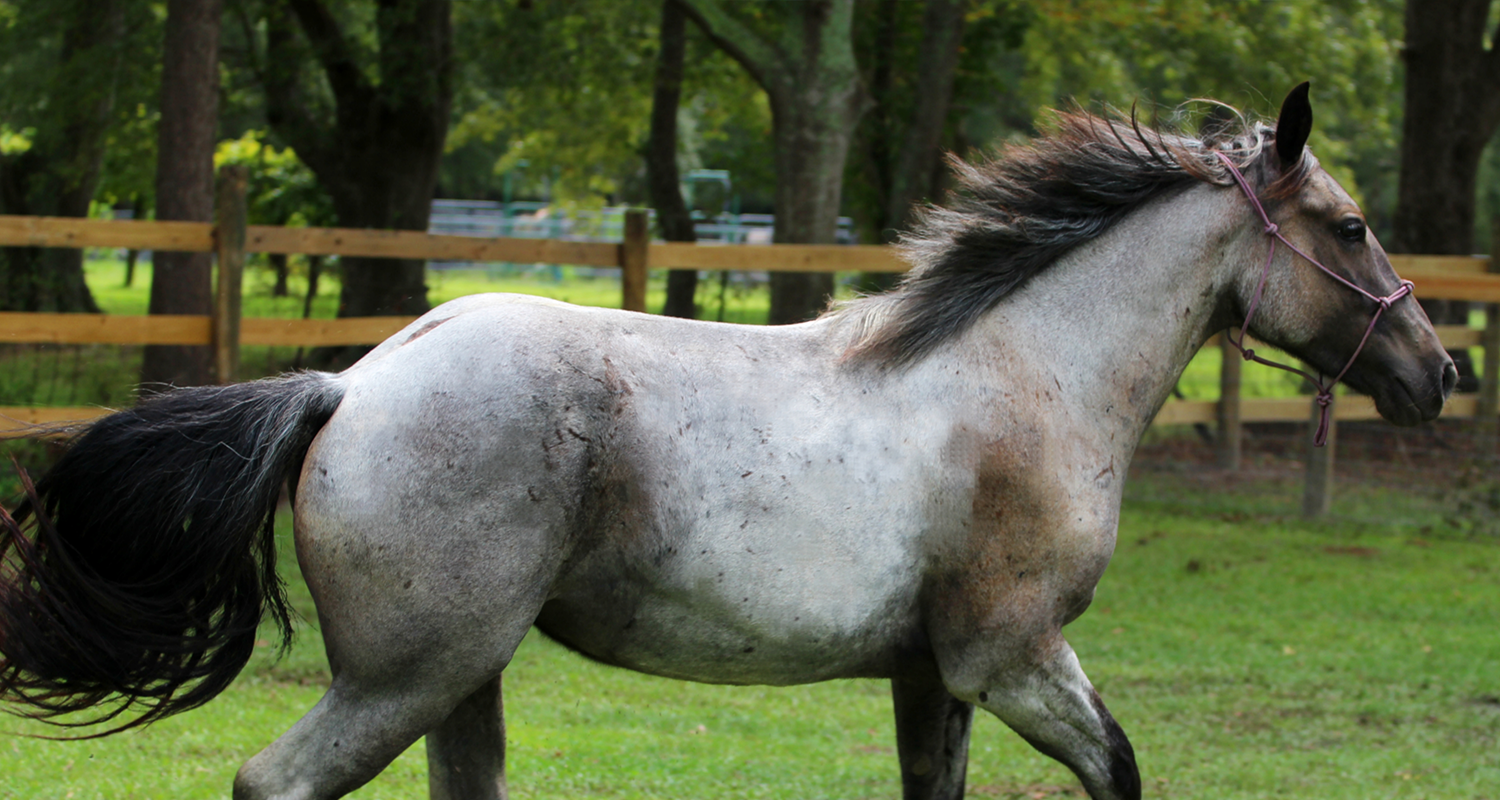 Juni- SOLD!