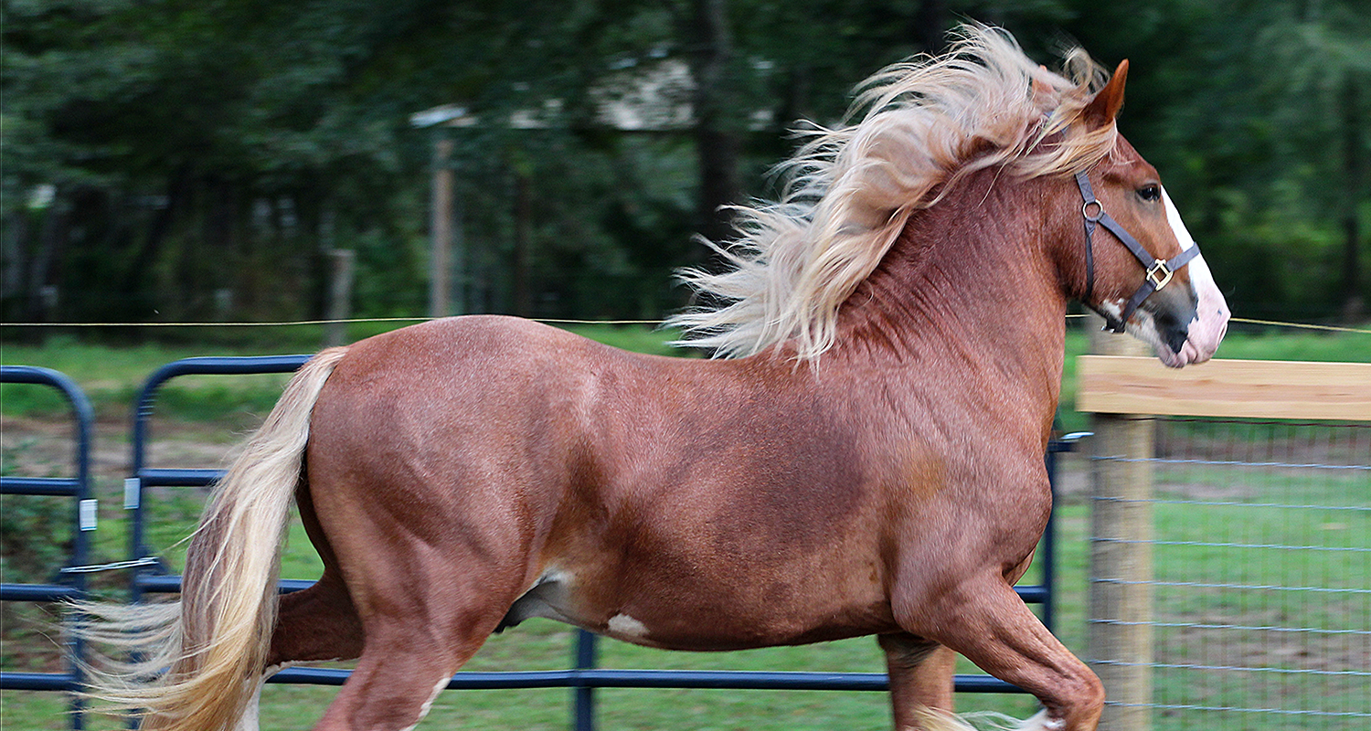 Reveille “Rev”