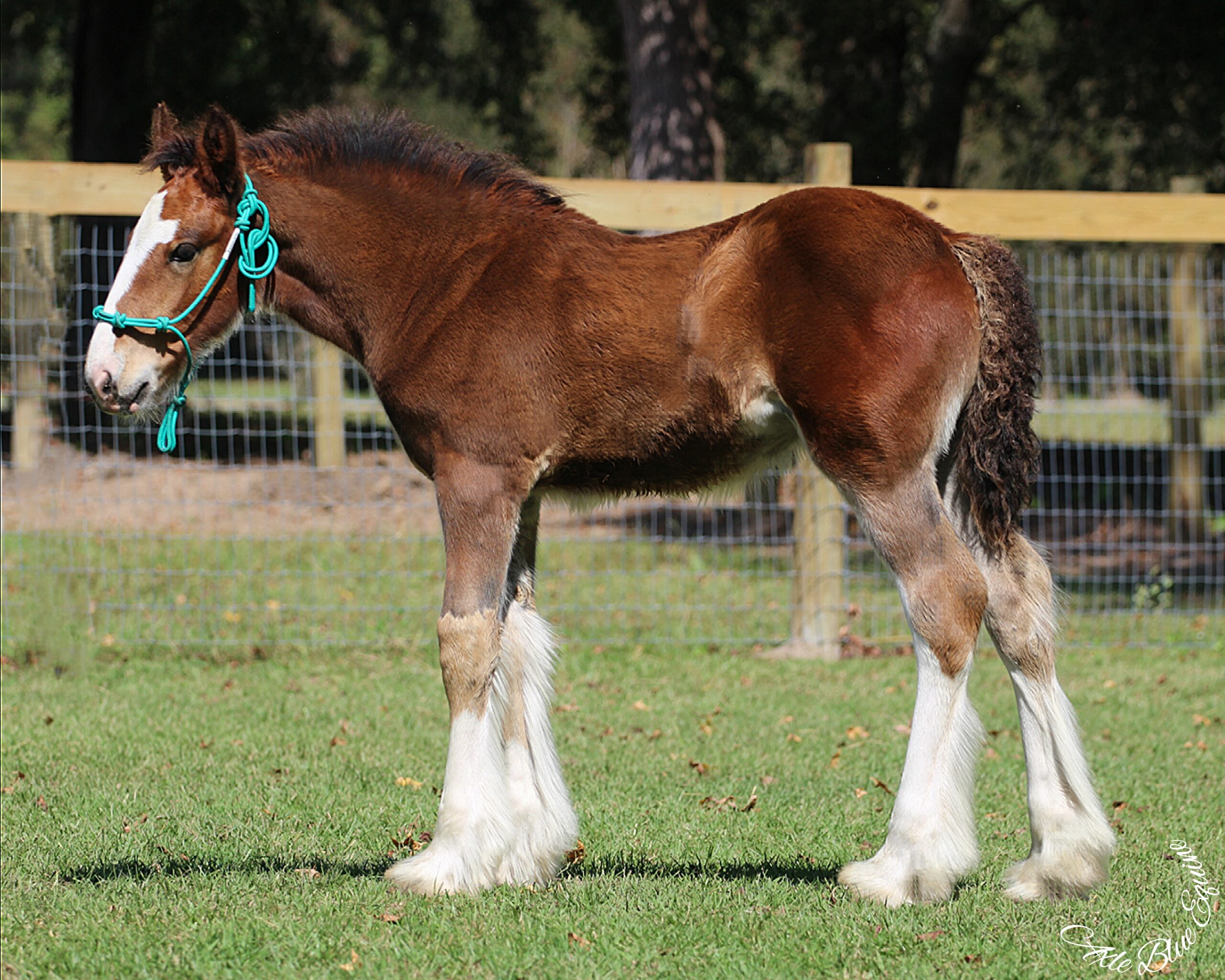 Roo- SOLD!